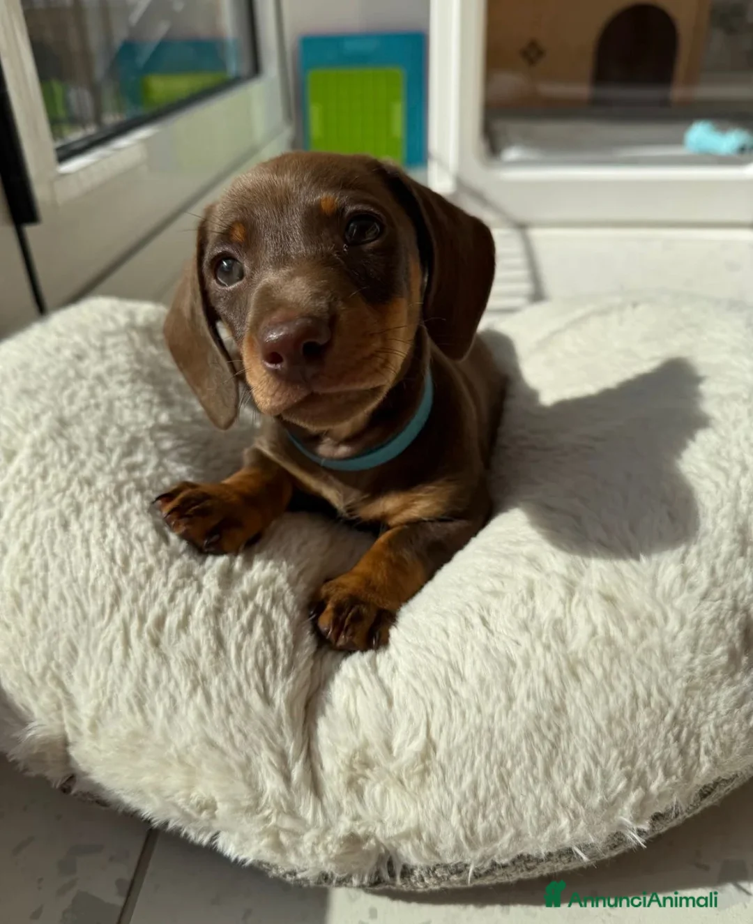 Bassotto cani in vendita: Bassotto nano - Annuncio 2