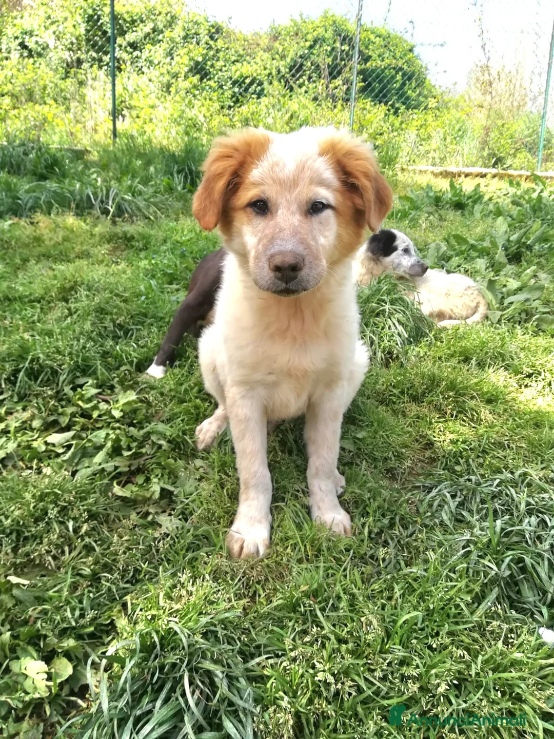 Meticcio cani in regalo: BIGNÈ MIX MAREMMANO/GOLDEN RETRIVER  a Provincia di Varese - Annuncio 1