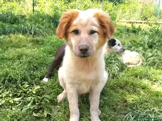 Meticcio cani BIGNÈ MIX MAREMMANO/GOLDEN RETRIVER - Annuncio 12