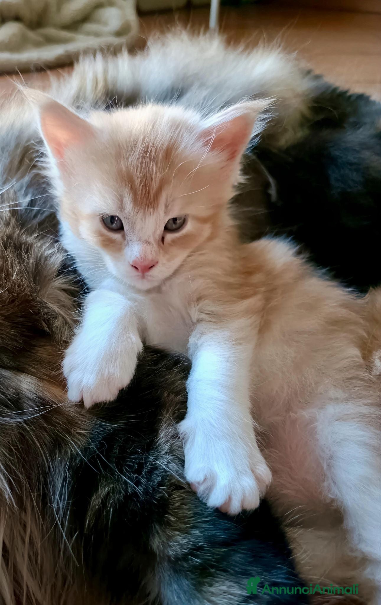 Maine Coon gatti Cuccioli di Maine Coon - Annuncio 1