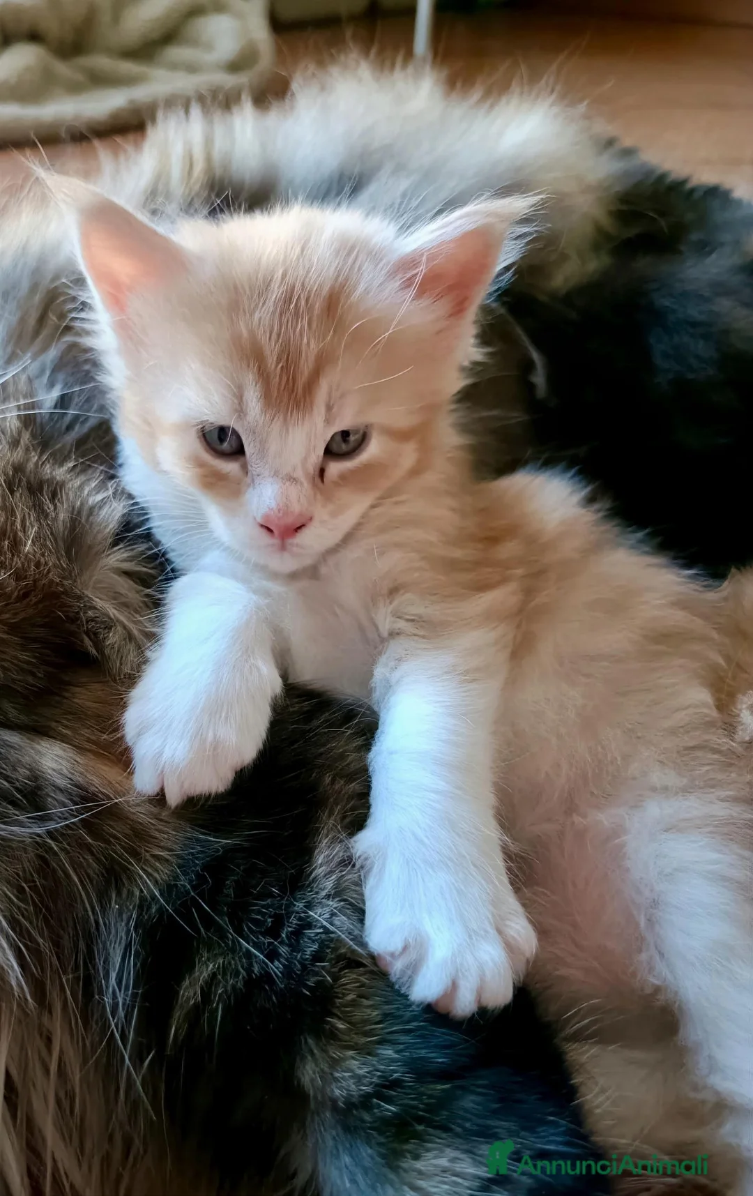 Maine Coon gatti in vendita: Cuccioli di Maine Coon - Annuncio 1