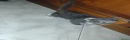 Meticcio gatti in regalo: Regalo Gattini a Città Metropolitana di Napoli - Annuncio 13
