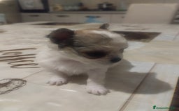 Chihuahua cani in vendita: Vendo cuccioli  a Città metropolitana di Catania - Immagine 6
