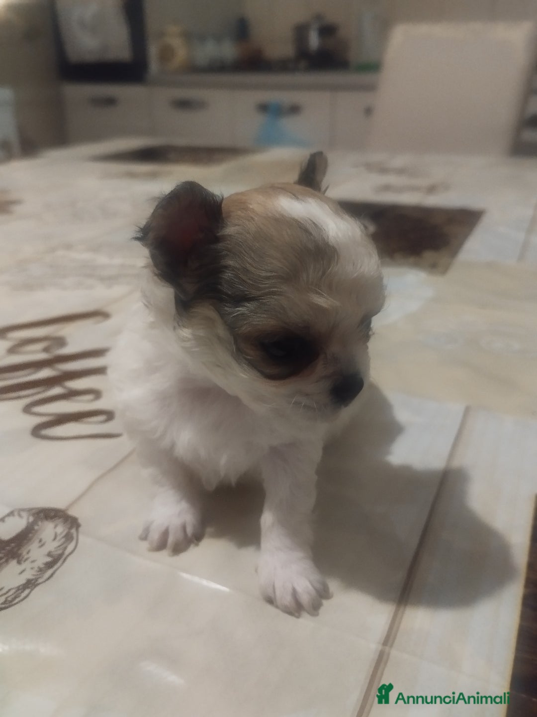 Chihuahua cani in vendita: Vendo cuccioli  a Città metropolitana di Catania - Immagine 6