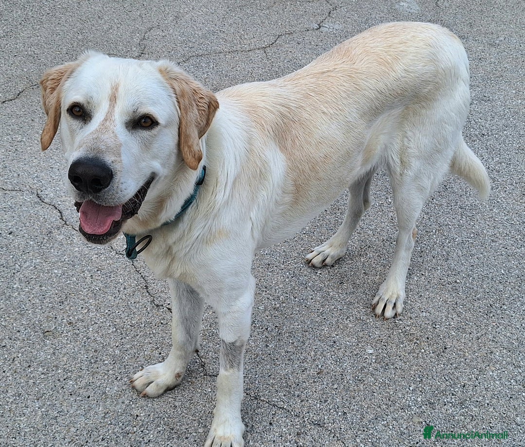 Meticcio cani in regalo: Cooper 11 mesi mix labrador  - Annuncio 4