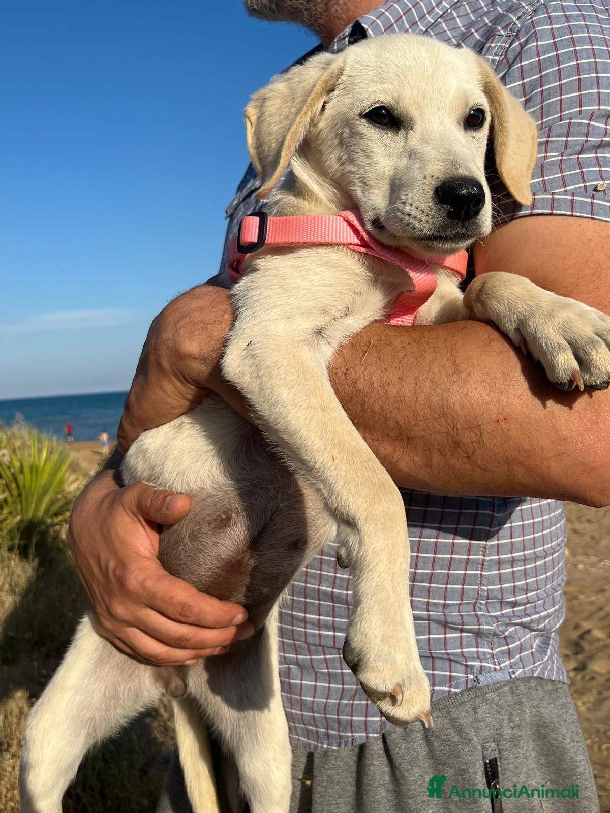 Meticcio cani in regalo: Rachele dolcissima cucciola - Annuncio 1