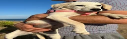Meticcio cani in regalo: Rachele dolcissima cucciola - Annuncio 1