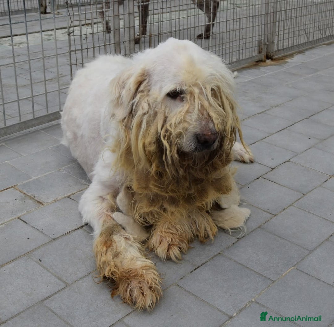 Meticcio cani in regalo: 46 cani che spariranno in silenzio !!!! - Annuncio 2