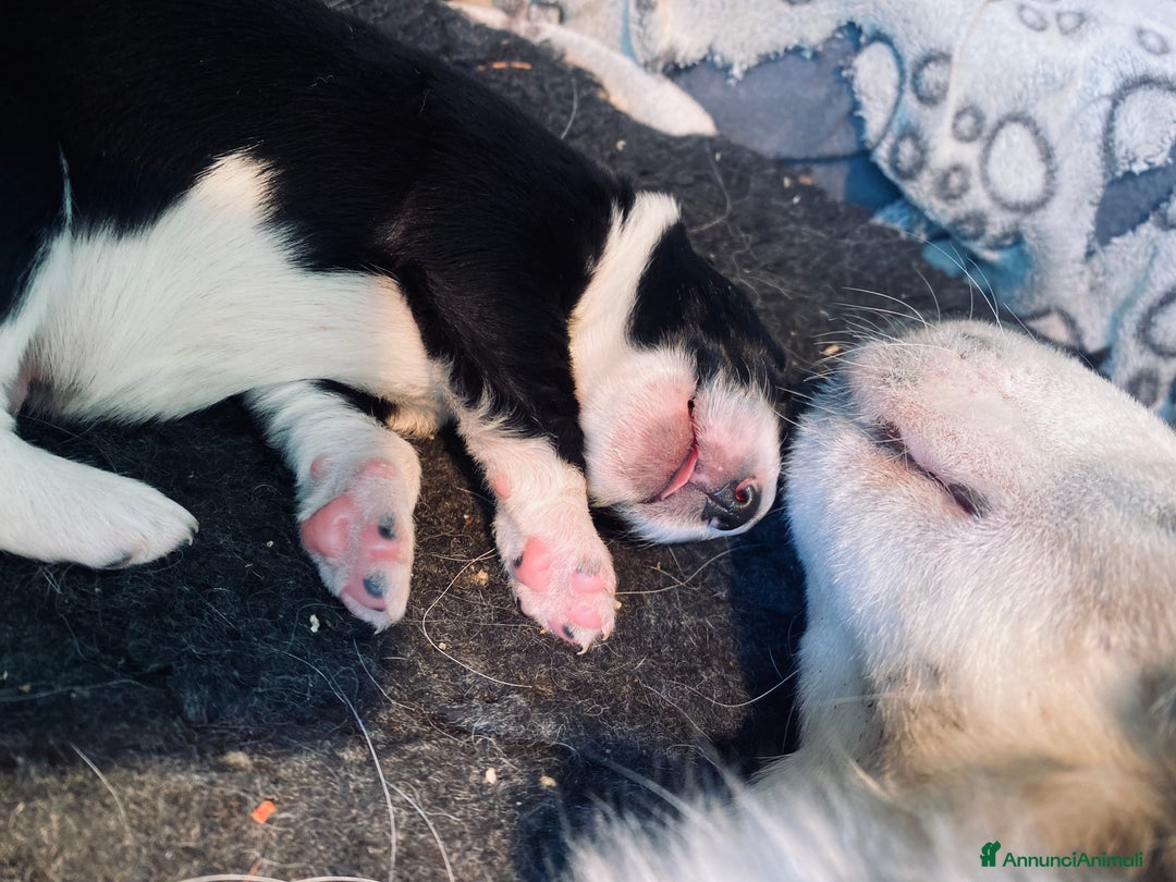 Border Collie cani in regalo: Cuccioli incrocio Border collie - in adozione  - Annuncio 3