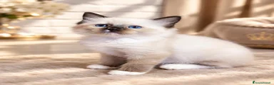 Ragdoll 6
