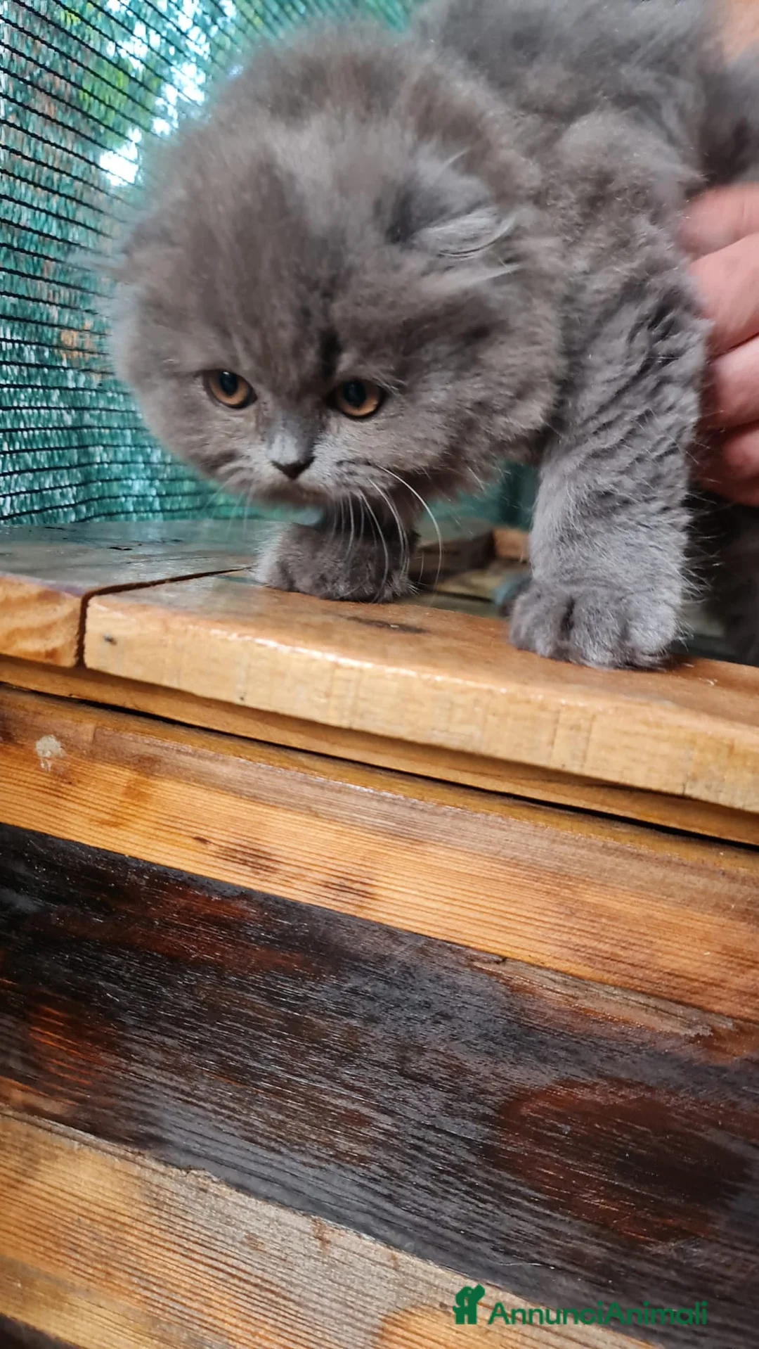 Scottish gatti in vendita: Cucciola Scottish Fold - Annuncio 2