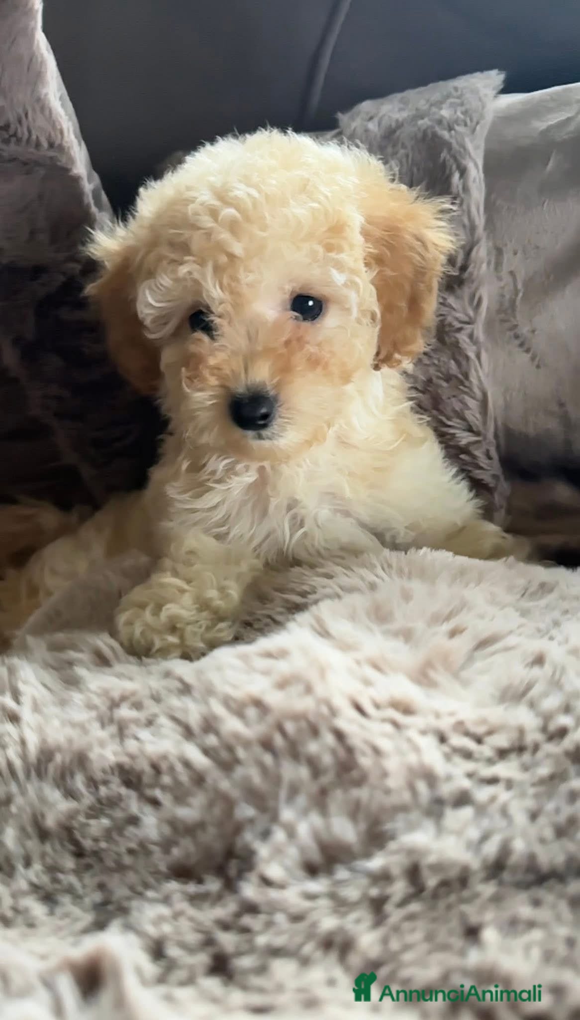 Barboncino cani Barboncino❤️ - Annuncio 3