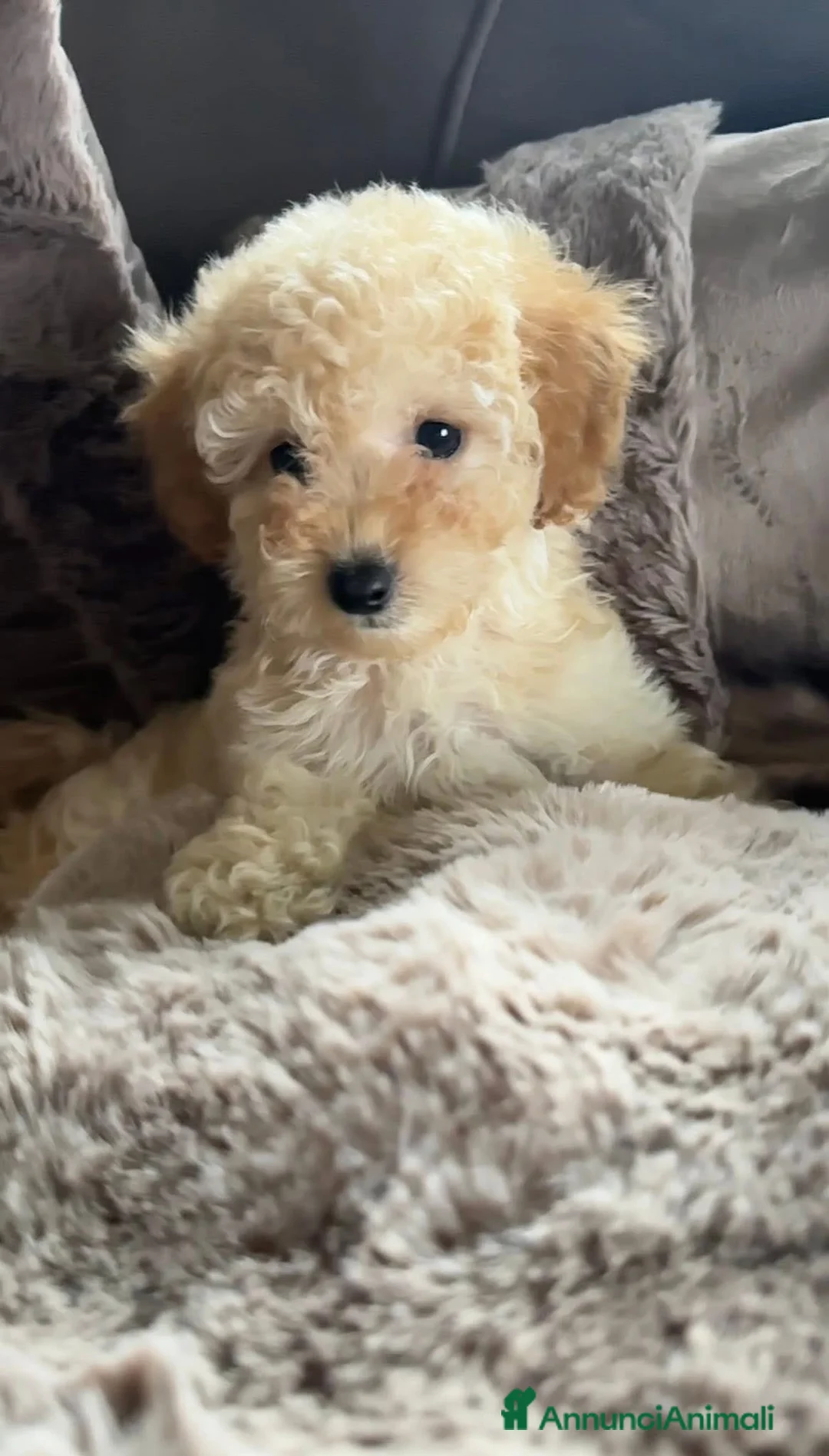 Barboncino cani in vendita: Barboncino❤️ - Annuncio 1