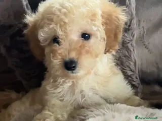 Barboncino cani Barboncino❤️ - Annuncio 3