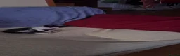 Meticcio gatti in regalo: Cedo in adozione gattino a Provincia di Chieti - Annuncio 4