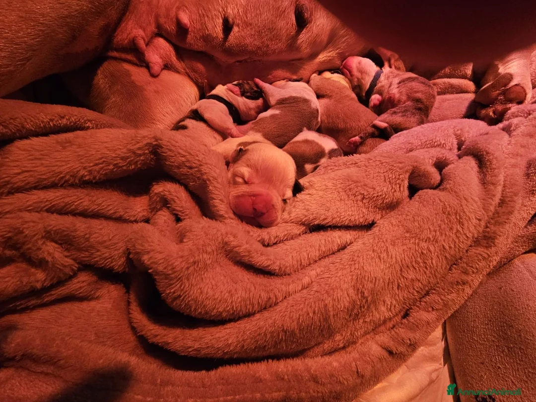 Bulldog cani in vendita: American Bulldog cuccioli - Annuncio 4