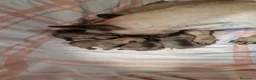 Bulldog Francese cani in vendita: Bulldog francese - Annuncio 1