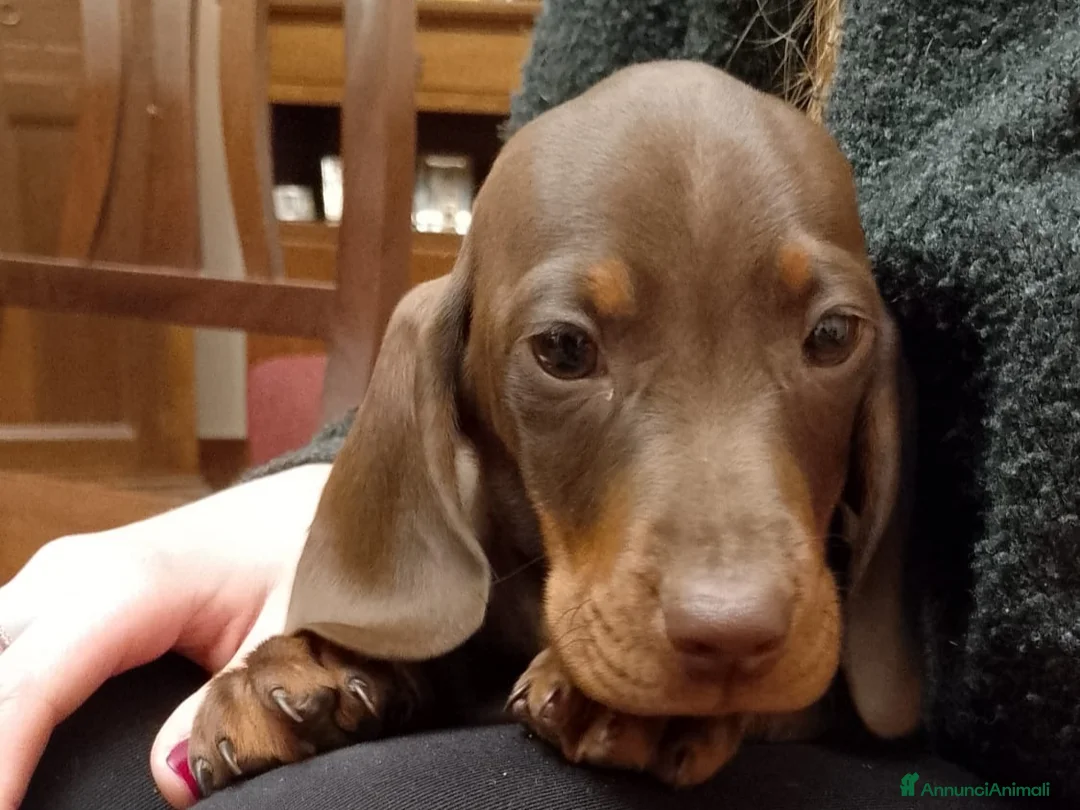 Bassotto cani in vendita: Bassotto Pedigree con Affisso - Annuncio 3