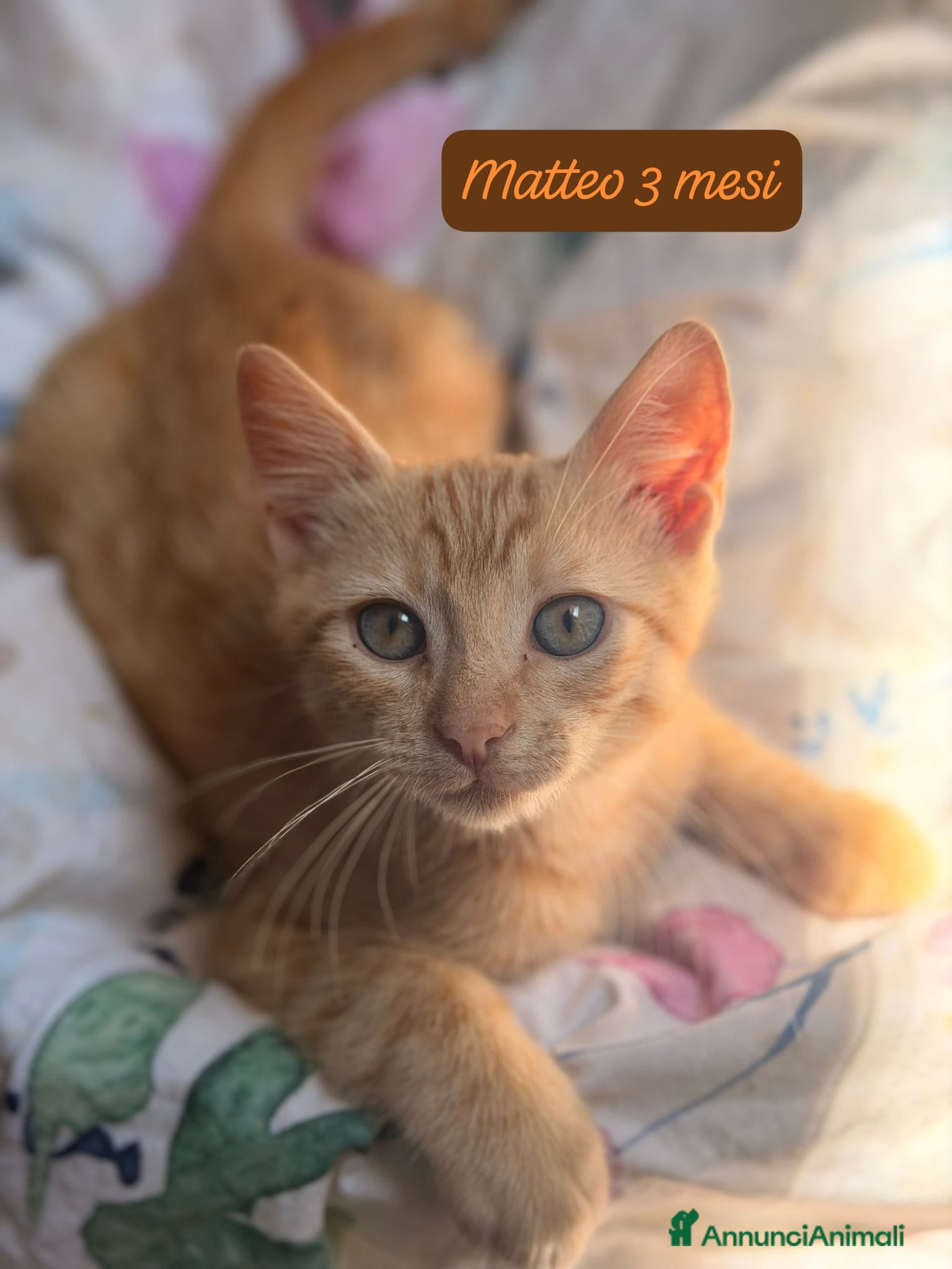 Altre razze gatti S.o.S. micini da salvare  - Annuncio 1