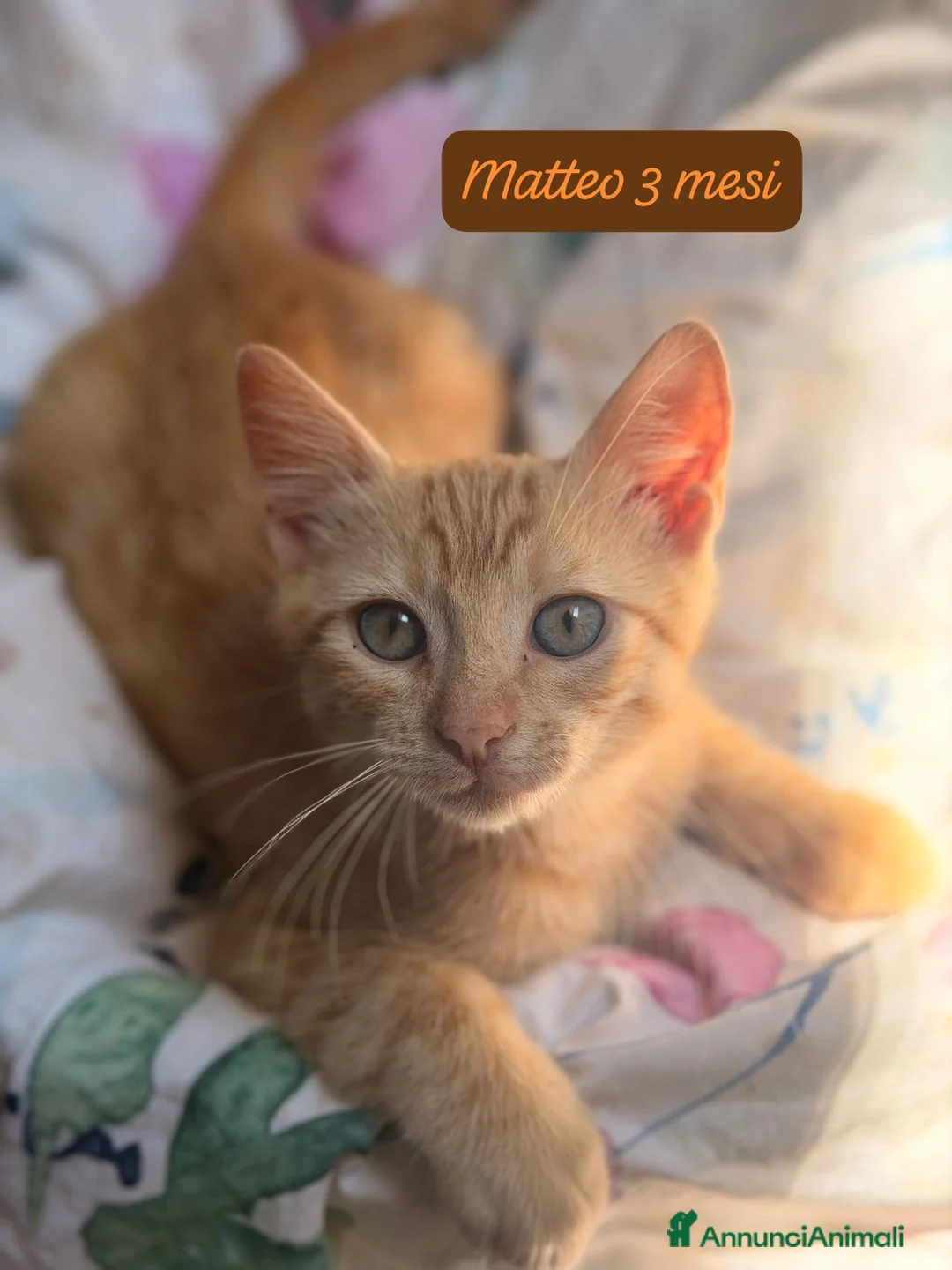 Altre razze gatti in regalo: S.o.S. micini da salvare  a Città Metropolitana di Bologna - Annuncio 1