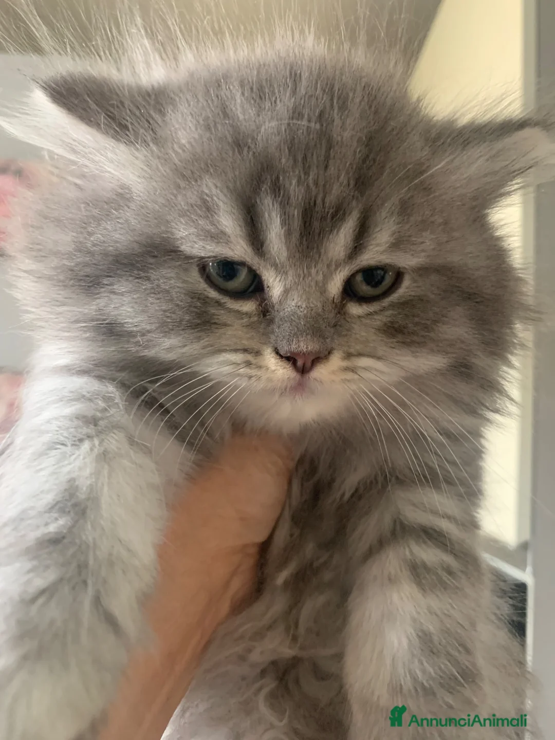 Scottish gatti in vendita: Scottish /british shorthair e longhair  - Annuncio 2