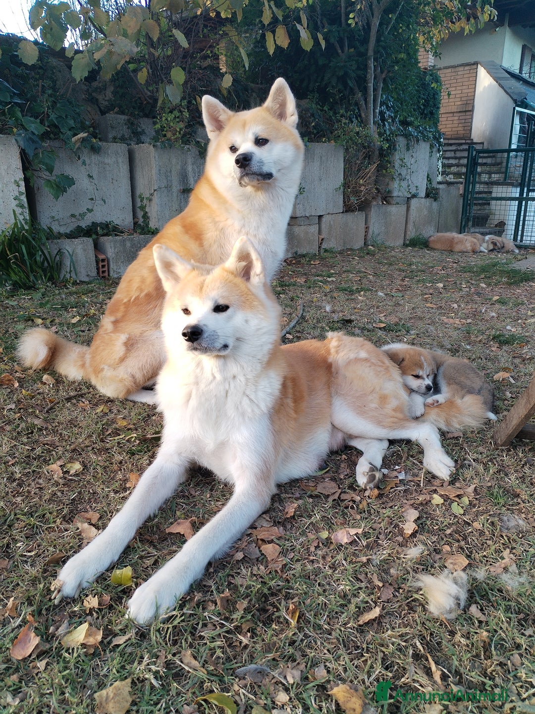 Akita Inu cani in vendita: CUCCIOLI DI AKITA ultime prenotazioni disponibili  - Annuncio 3