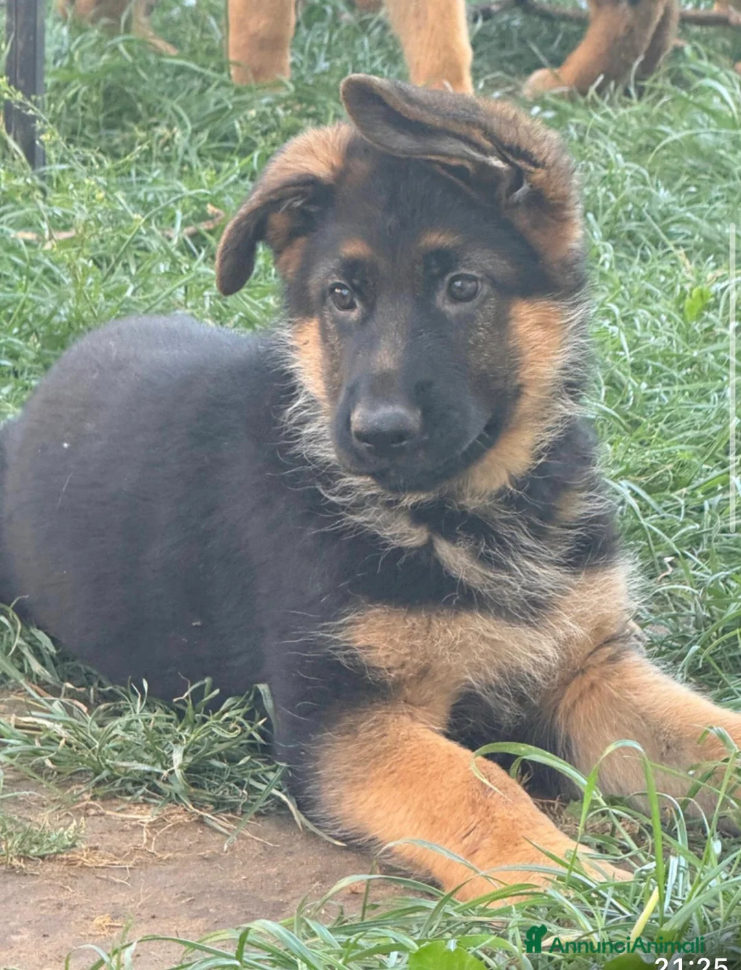 Pastore Tedesco cani in vendita: Cucciolo figlio di campioni pastore tedesco  - Annuncio 1