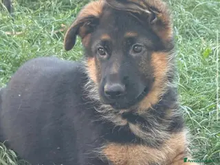 Pastore Tedesco cani Cucciolo figlio di campioni pastore tedesco - Annuncio 1