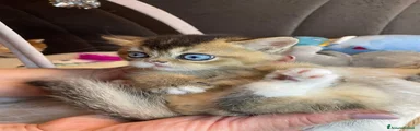 Scegli il nome! Inizia con L