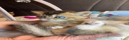 British gatti in vendita: Cuccioli British  - Annuncio 15