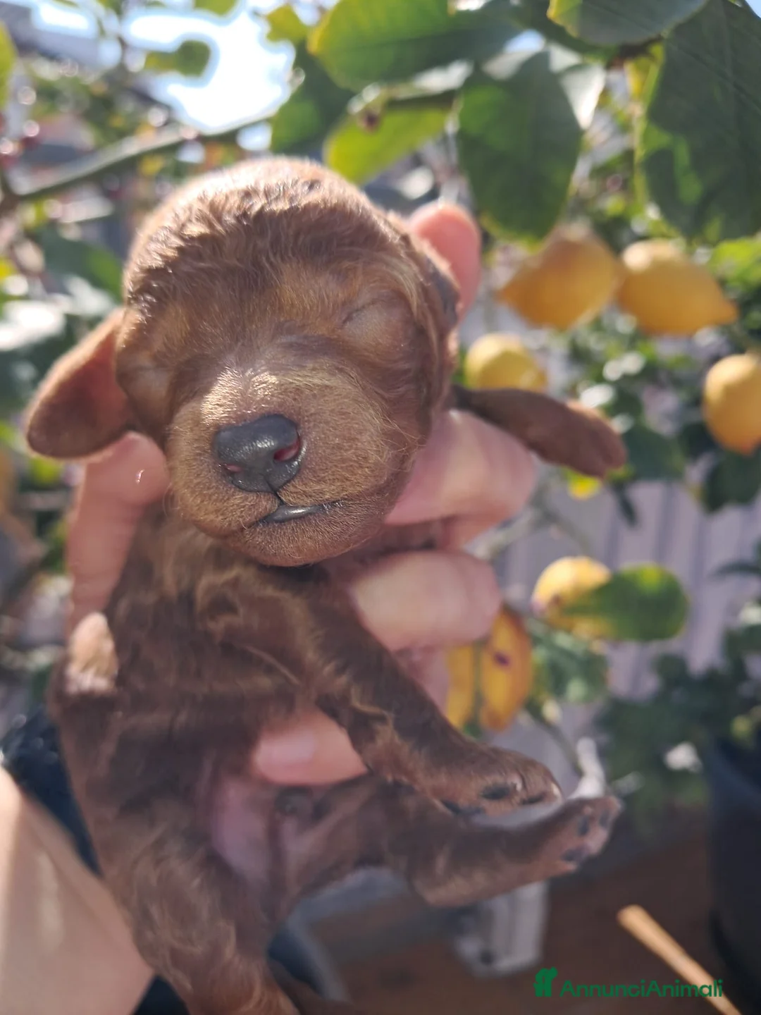 Barboncino Toy cani in vendita: Vendo barboncino toy red  - Annuncio 2