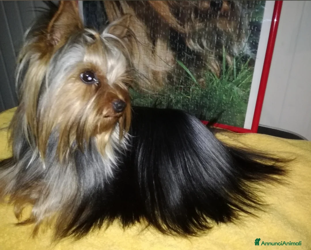 Yorkshire cani in vendita: Yorkshire terrier toy  - Annuncio 7