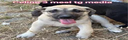 Meticcio cani in regalo: CUCCIOLI IN CERCA D'AMORE  a Provincia di Prato - Annuncio 3