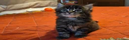 Maine Coon gatti in vendita: Vendo cuccio Maine Coon senza pedigree - Annuncio 22