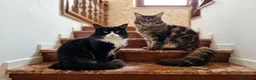 Maine Coon gatti in vendita: Cuccioli maine coon - Annuncio 1