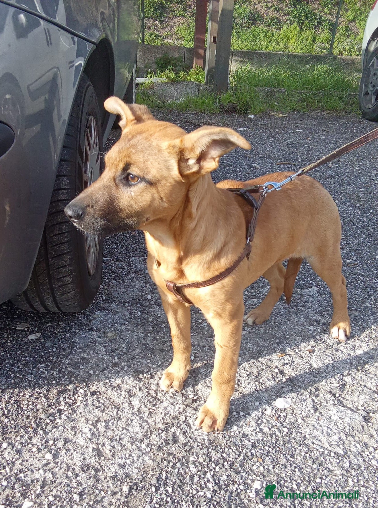 Meticcio cani Pollon 7 mesi 11 kg - Annuncio 12