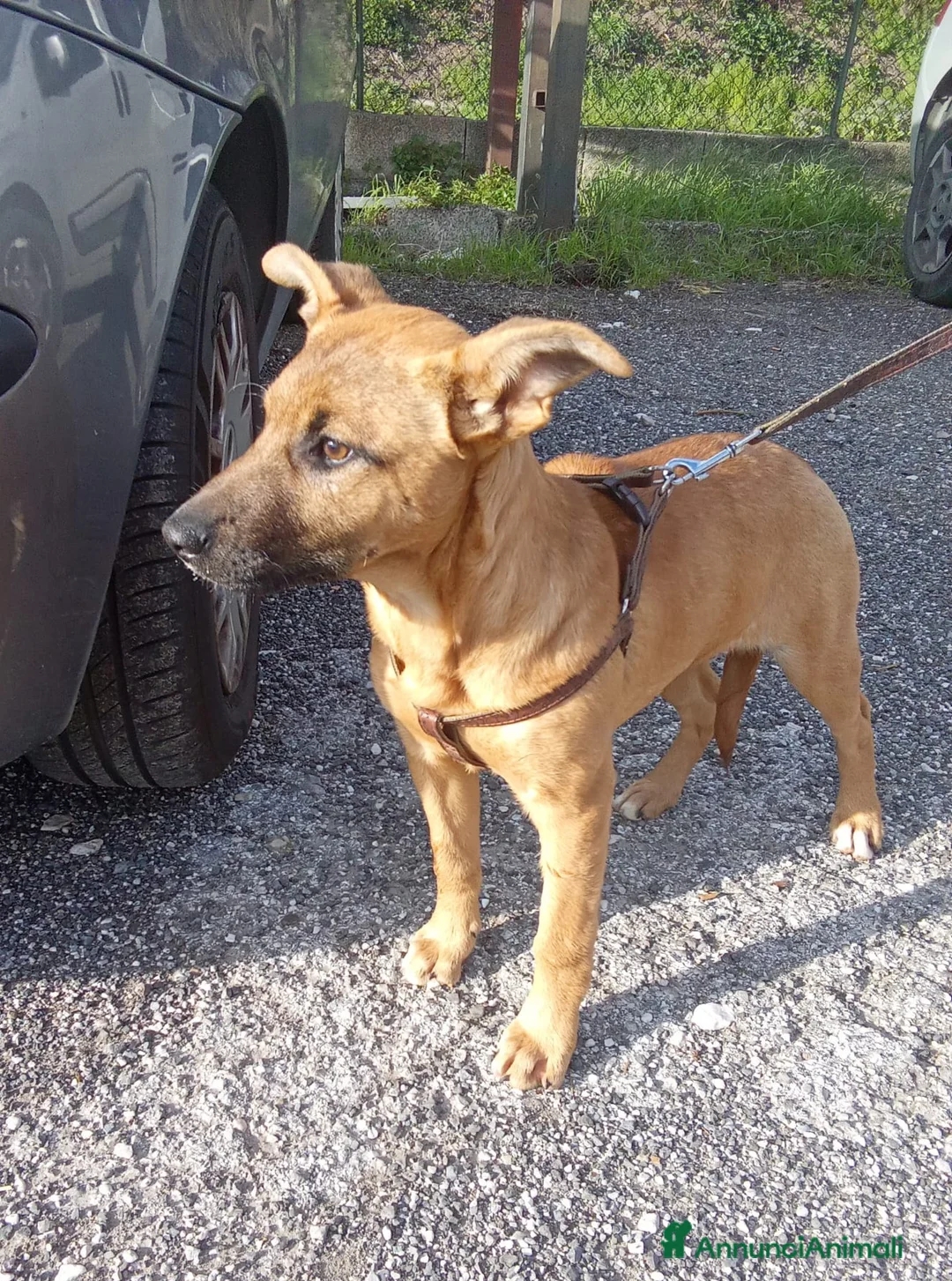 Meticcio cani in regalo: Pollon 7 mesi 11 kg - Annuncio 1