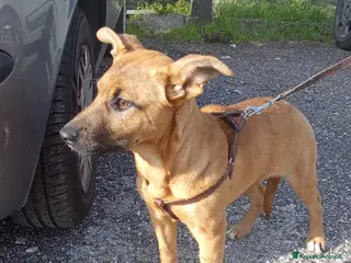 Meticcio cani Pollon 7 mesi 11 kg - Annuncio 12