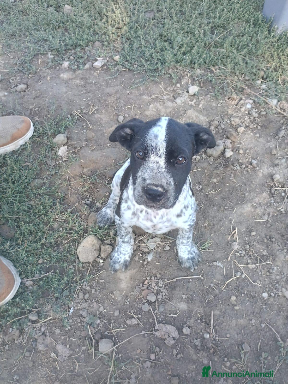 Cane Corso cani Vendita 2 bellissimi cani corsi - Annuncio 1
