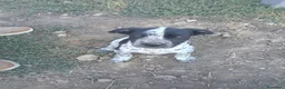 Cane Corso cani in vendita: Vendita 2 bellissimi cani corsi a Provincia di Parma - Annuncio 1