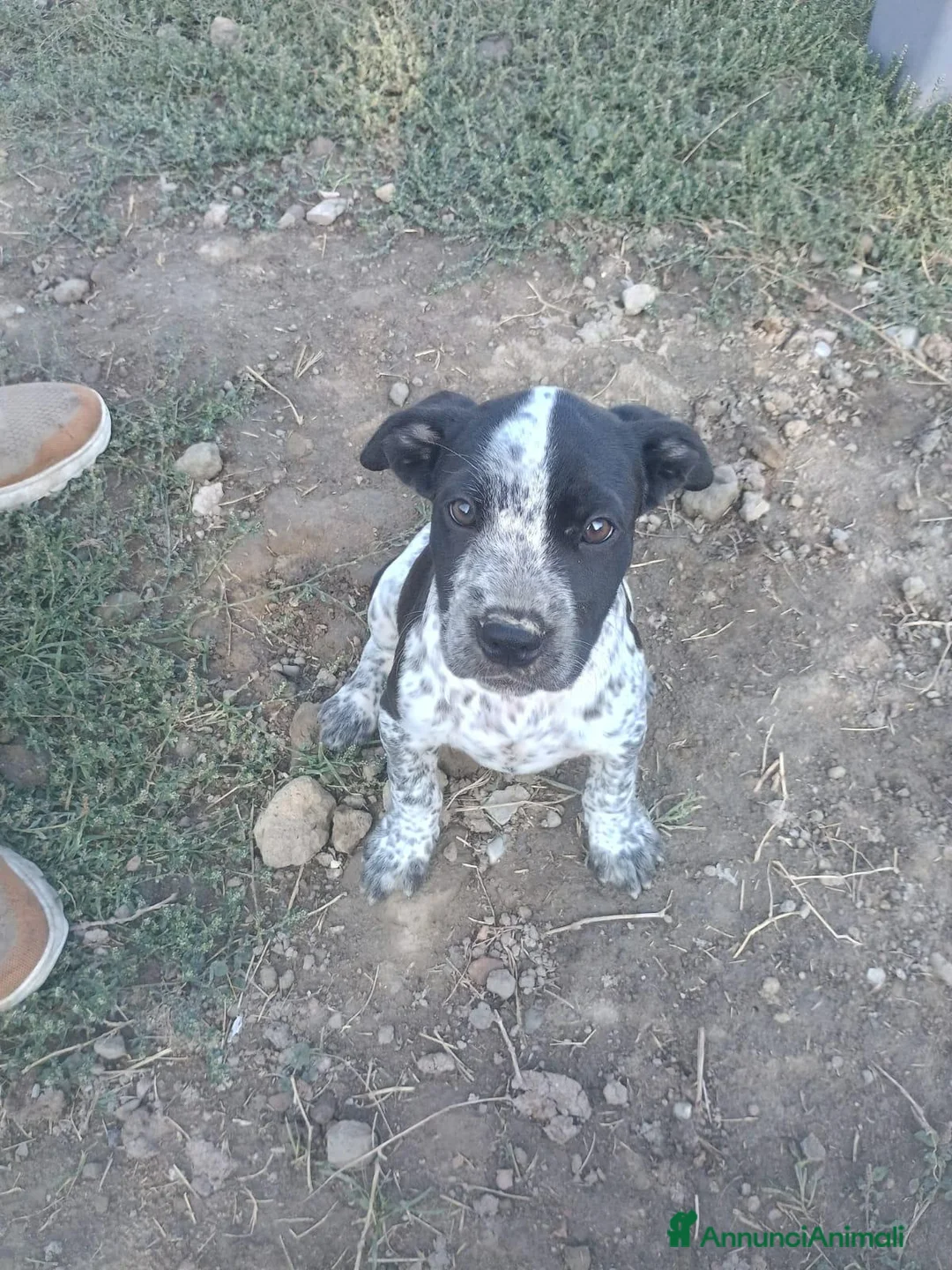 Cane Corso cani in vendita: Vendita 2 bellissimi cani corsi a Provincia di Parma - Annuncio 1