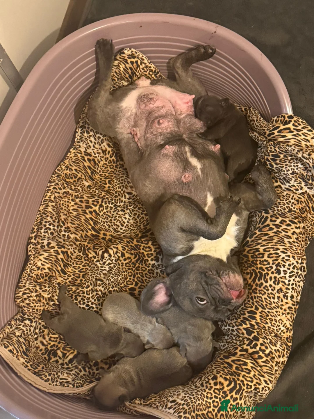 Bulldog Francese cani in vendita: bulldog francese colorazione exotic a Provincia di Fermo - Annuncio 1