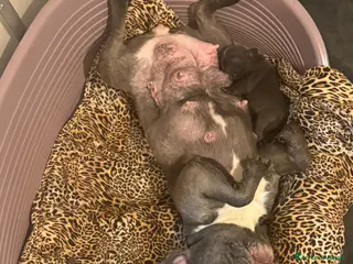 Bulldog Francese cani bulldog francese colorazione exotic - Annuncio 1