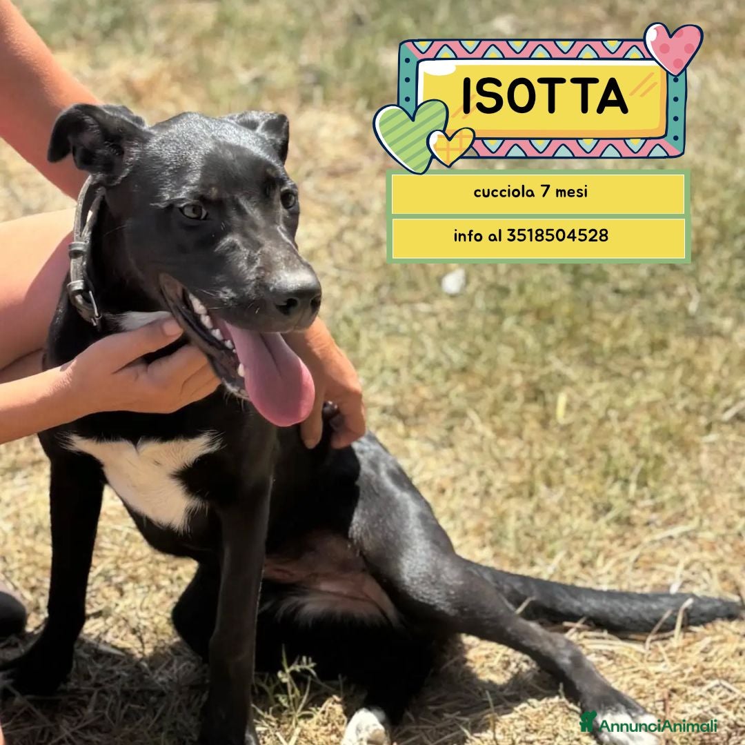 Meticcio cani Isotta dolce cucciola 7 mesi cerca casa  - Annuncio 1