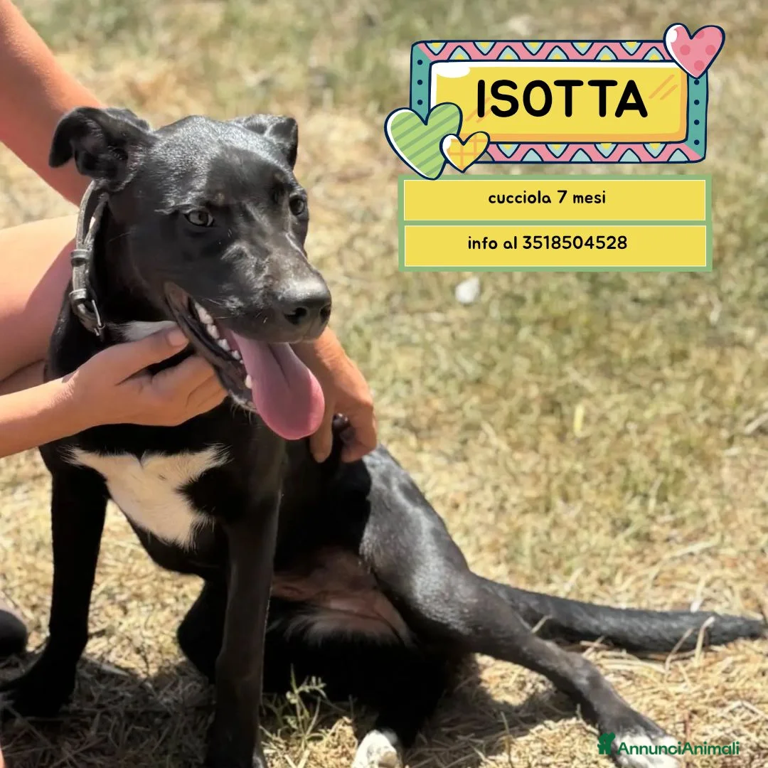 Meticcio cani in regalo: Isotta dolce cucciola 7 mesi cerca casa  - Annuncio 1