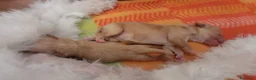 Maltipoo cani in vendita: Cucciolo Maltipoo a Libero consorzio comunale di Agrigento - Annuncio 5