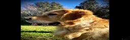 Golden Retriever cani in vendita: Golden Retriever cuccioli - Annuncio 7
