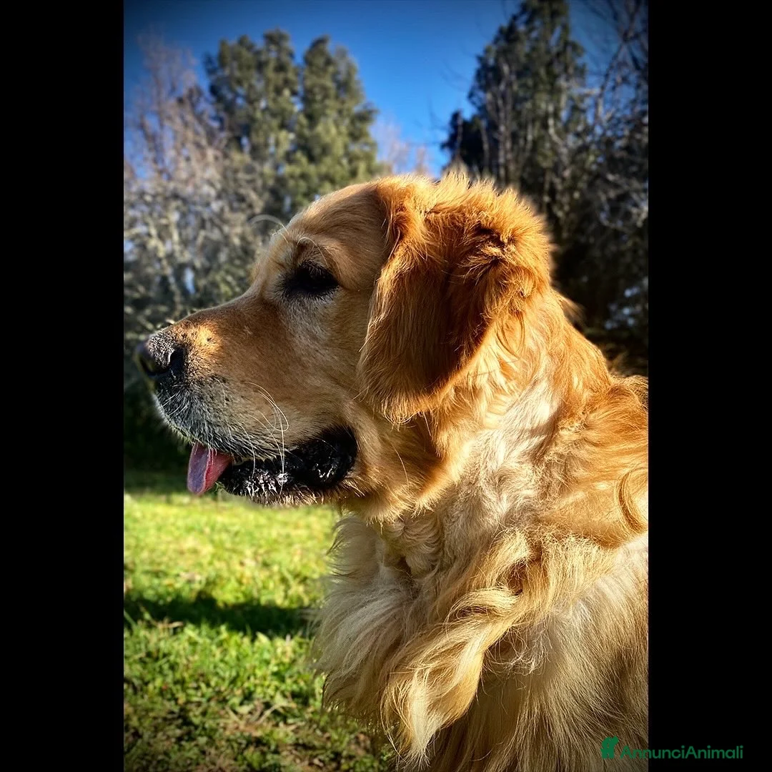 Golden Retriever cani in vendita: Golden Retriever cuccioli - Annuncio 7
