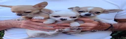 Chihuahua cani in vendita: Chihuahua toy - Annuncio 7