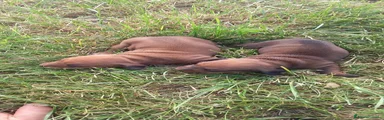 Cucciolo 1